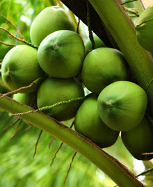 coconuts on tree