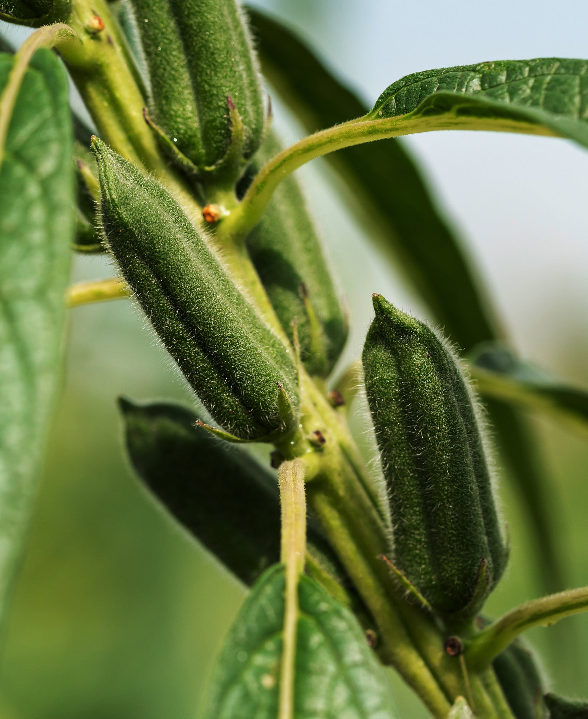 sesame plant
