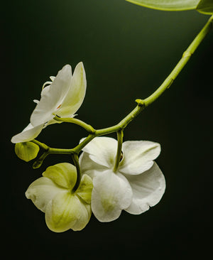 Jasmine Flower | hover_text: title: 'jasmine', text: 'Cherished in Ayurvedic tradition for its restorative properties and its cocooning aroma.', style: 'secondary', color: #ffffff, y-alignment: 'bottom'