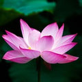 Sacred Lotus