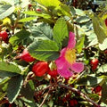 Rosehip Seed Oil