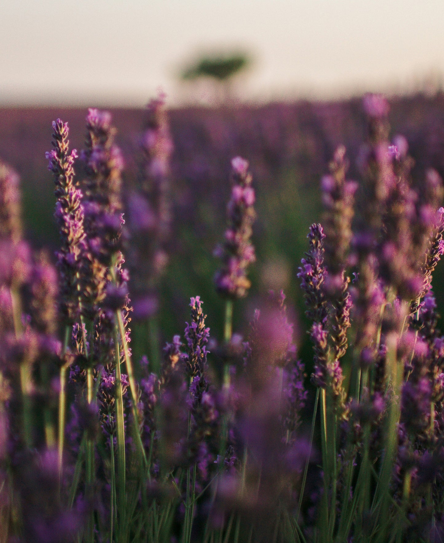 Lavender Field